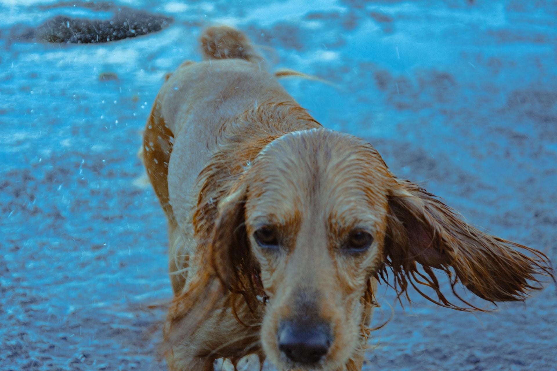 A wet golden retriever outdoors