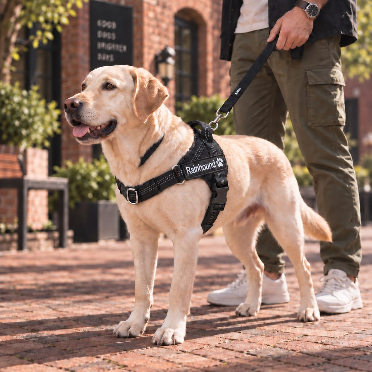 Yellow Labrador in a black padded harness, on a lead in town